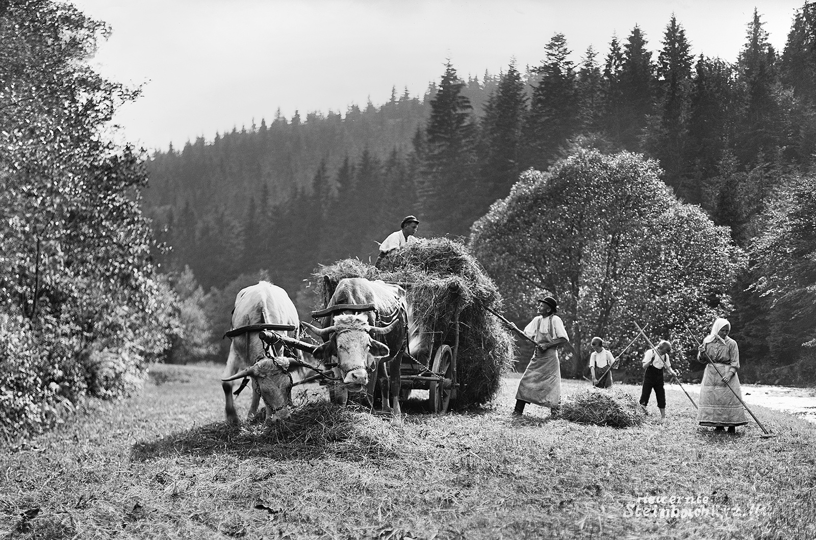 Heuernte (Steinbach um 1920) Fotograf: Hermann Krauße, Deutsche Fotothek