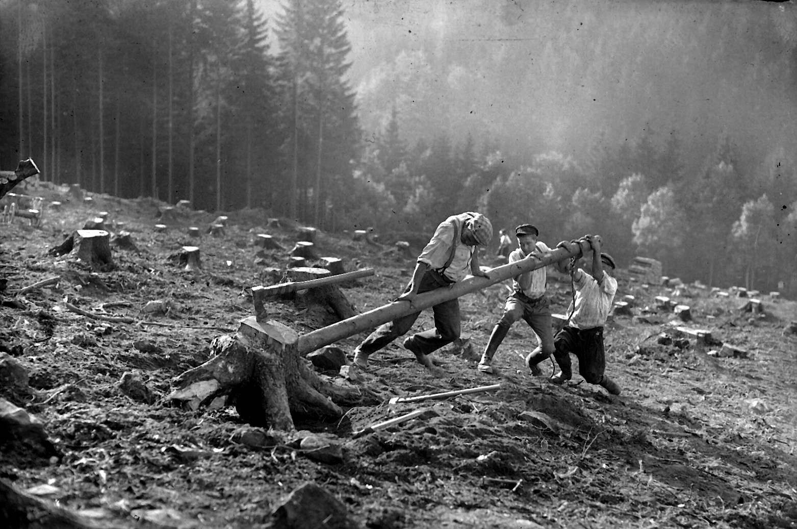 Stöcke roden im Staatsforst (Steinbach um 1930) Fotograf: Hermann Krauße, Deutsche Fotothek